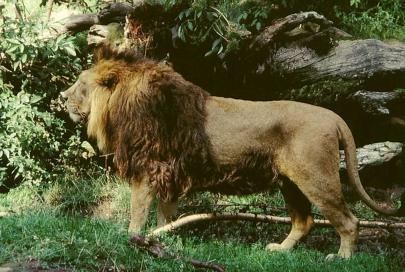 File:Panthera leo persica male.jpg